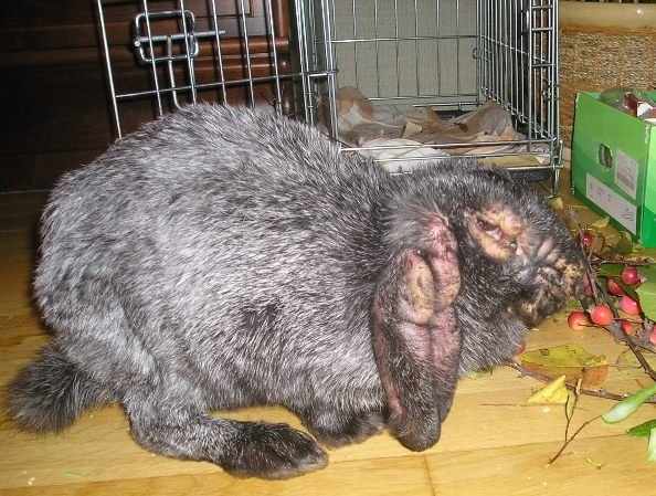 Миксомитоз у кролика