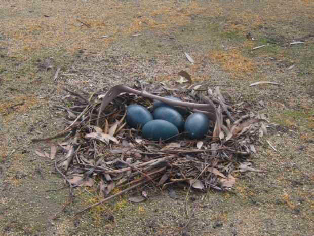 Гнездо Эму с яйцами