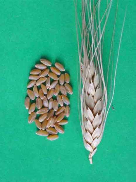 Мягкая пшеница Аннушка