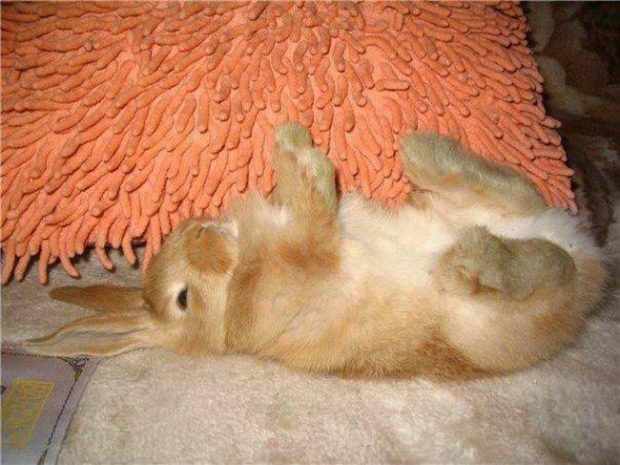 Листериоз у кролей - неожиданная гибель