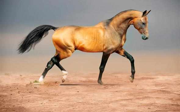 Лошадь кохейлан - сиглави -новая линия арабской породы