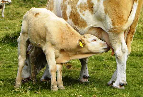 Теленок сосет молозиво у коровы