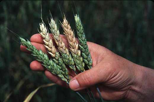 Фузариоз пшеницы