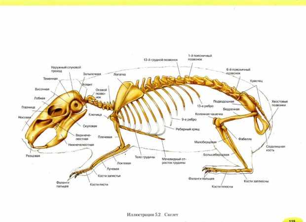 Строение скелета морской свинки