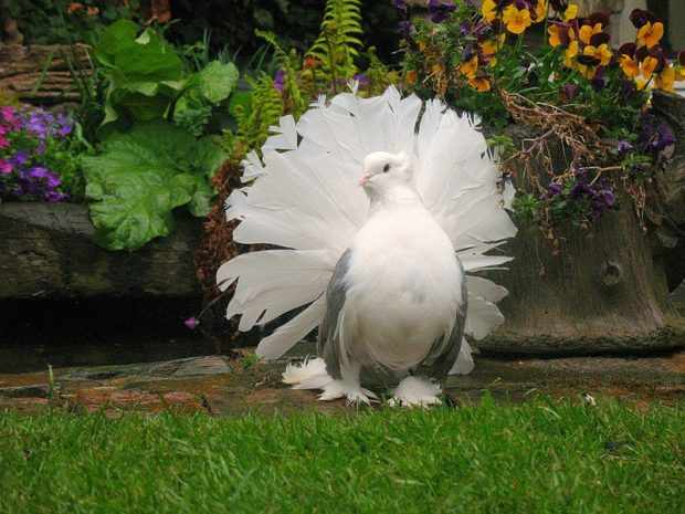 Белый павлиний голубь имеет пышный хвост