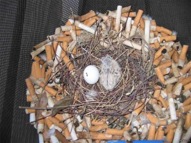 Гнездо городского голубя - из подручных средств