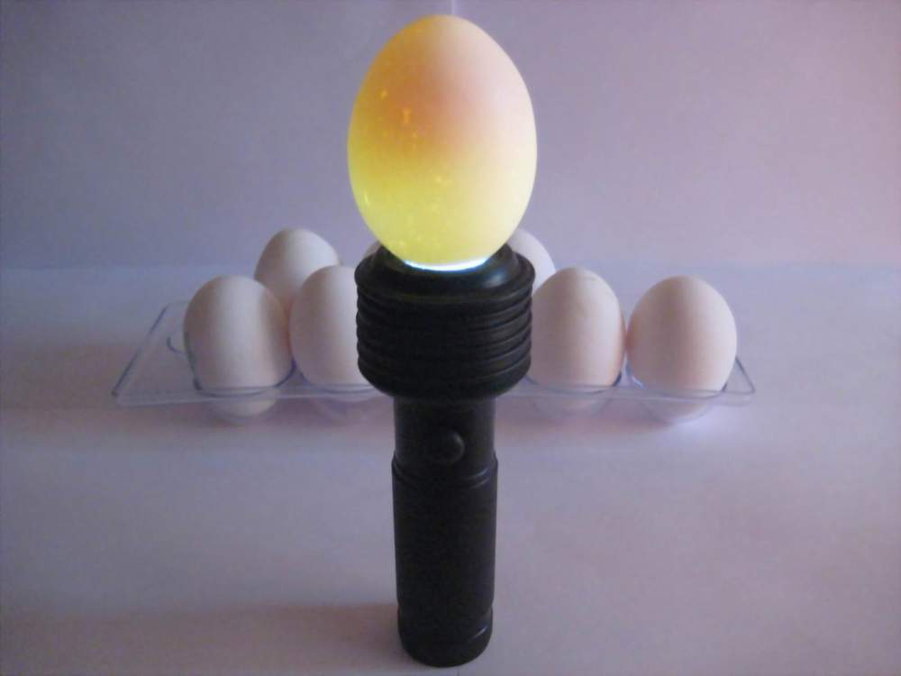 Овоскопирование яиц