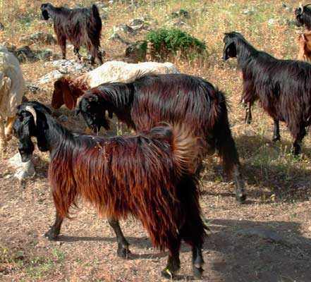 Черная анатолийская порода коз