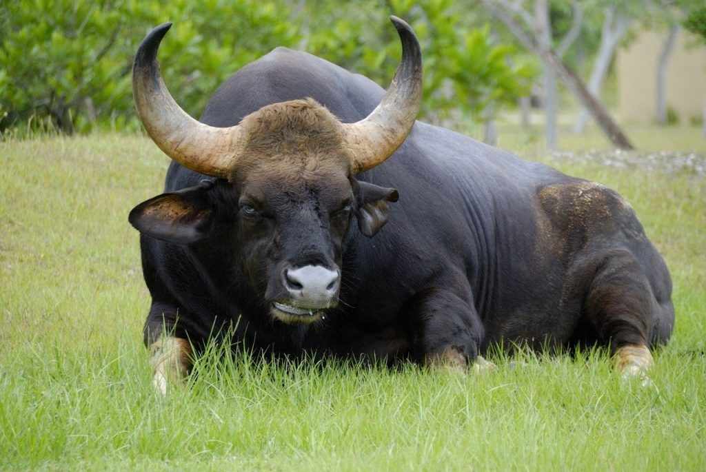 Африканский бык гаур