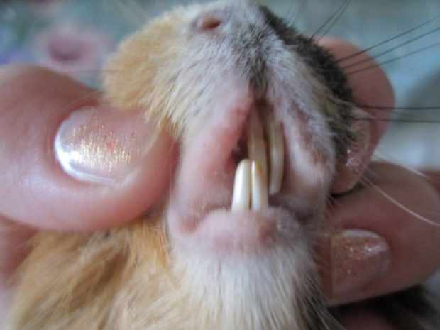 Зубы свинки требуют постоянного стачивания