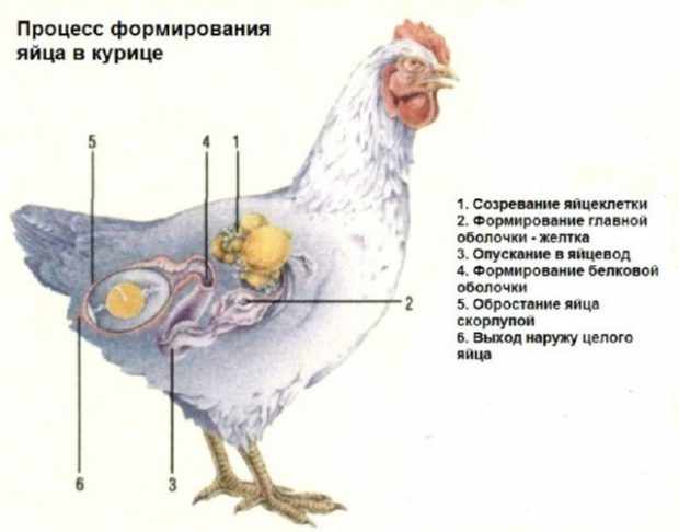 Развитие яйца в курице