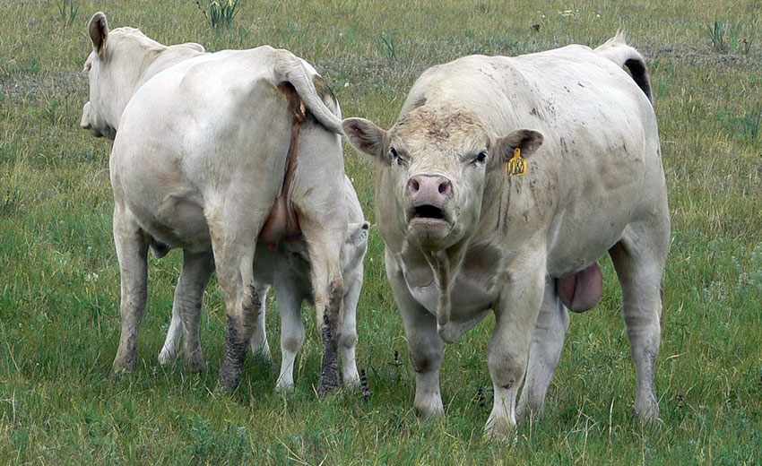 Аулиекольские комолые коровы