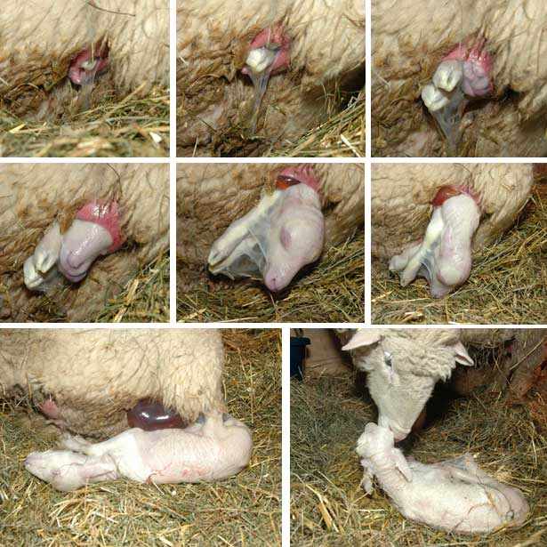 Процесс родов у овцы