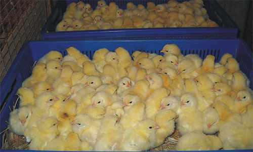 Суточные цыплята в продаже