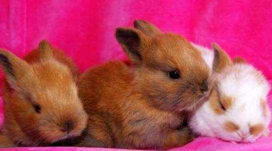 Кролики карликовые лисички