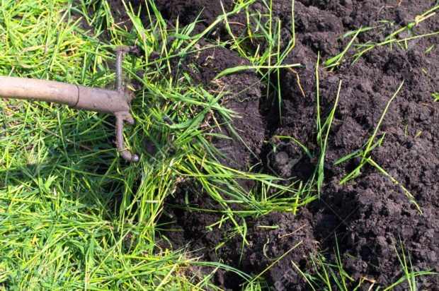 Перекапывание почвы с сидератами