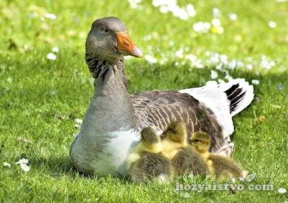 goose with child
