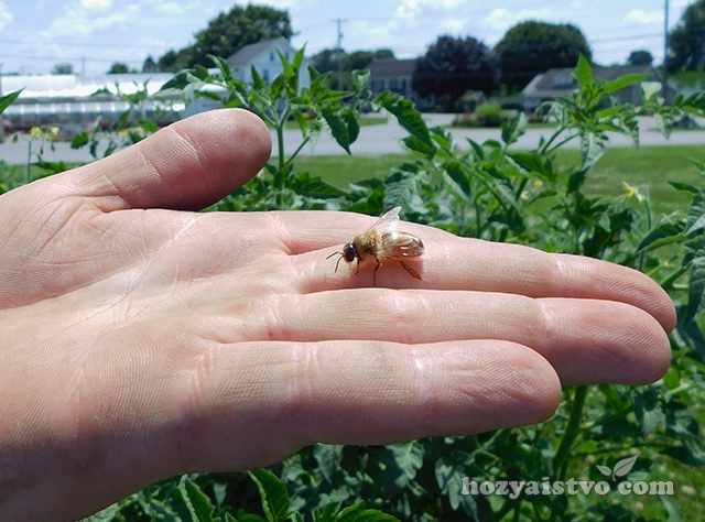 Трутни в пчелиной семье