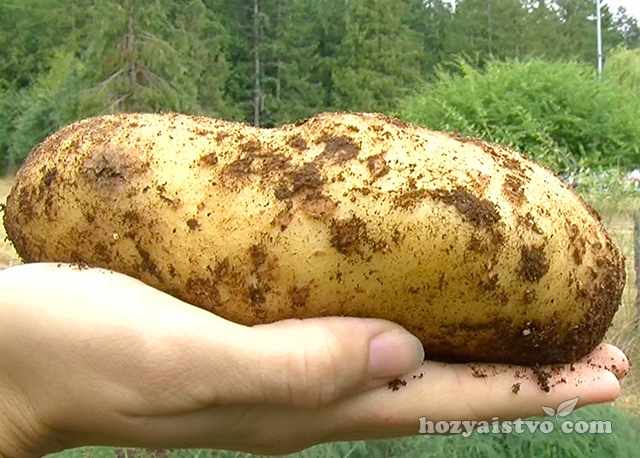 Высокоурожайный картофель