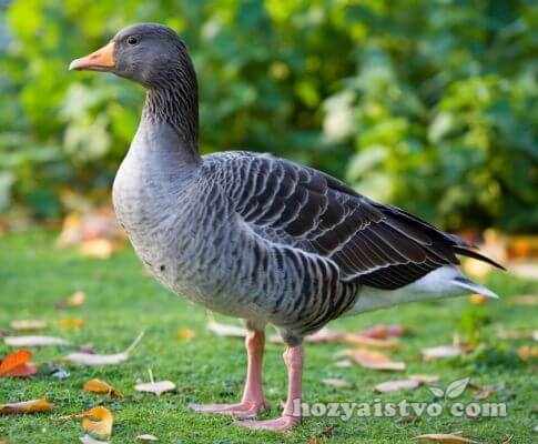 wild geese Graylag