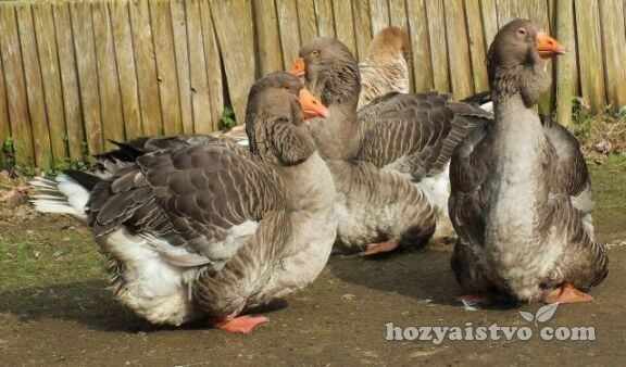 incubation og toulouse goose
