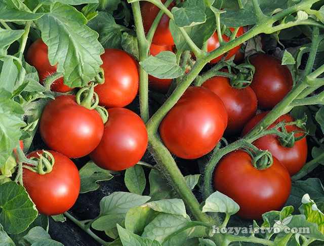Оля F1 гибрид томатов