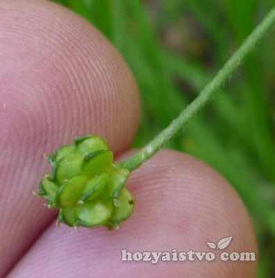 semia lutic