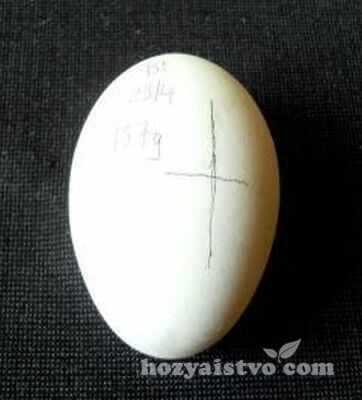 egg with data