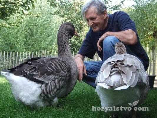 geese with master