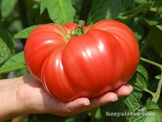 Выбрать семена томатов