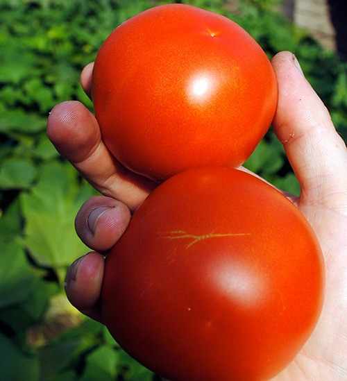 Созревшие плоды томатов