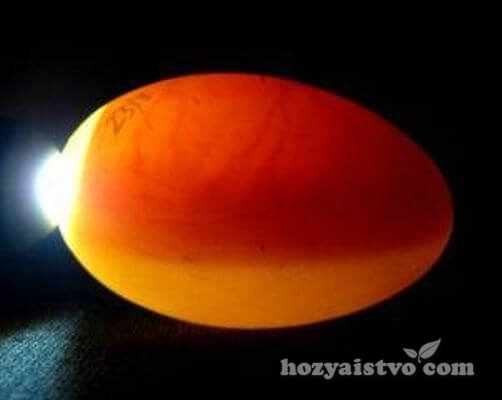 big membrana egg