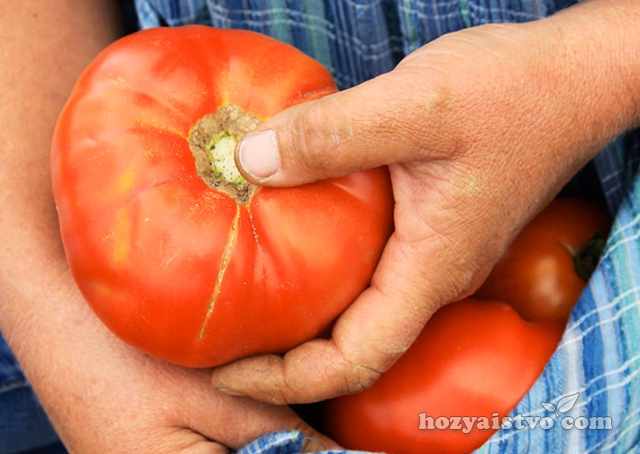 Урожайные сорта томатов