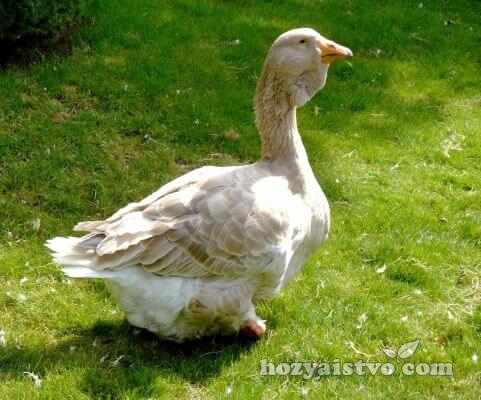 ill goose