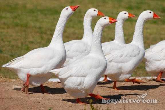 group white geese