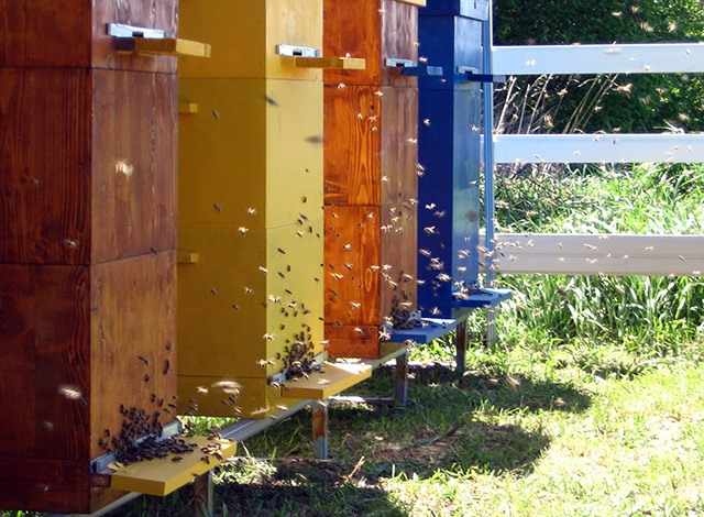 Двухматочные пчелиные семьи