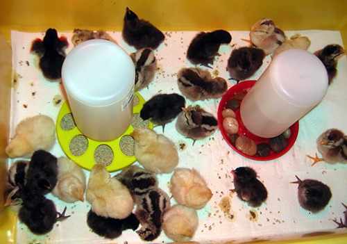 Чем кормить цыплят после вылупления из инкубатора. Коробка для птенцов после инкубатора. Цыплята в инкубаторе. Первые сутки цыплят после инкубатора. Инкубатор для суточных цыплят.