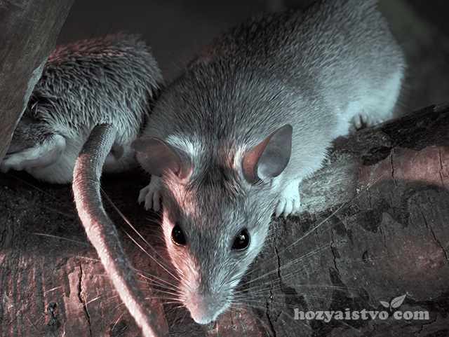 Биология крыс