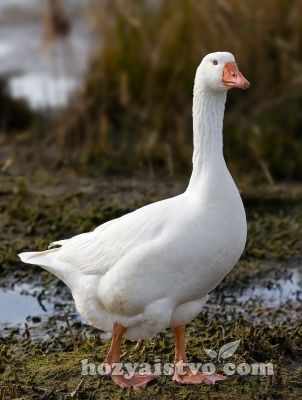 big white goose