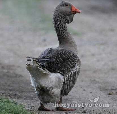 toulouse goose