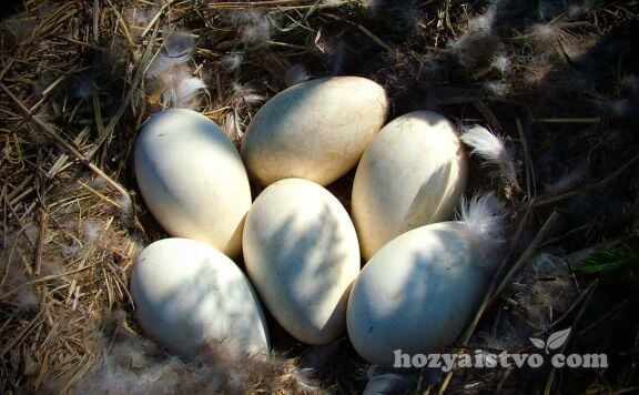 gooses eggs