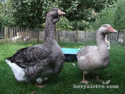 couple toulouse geese