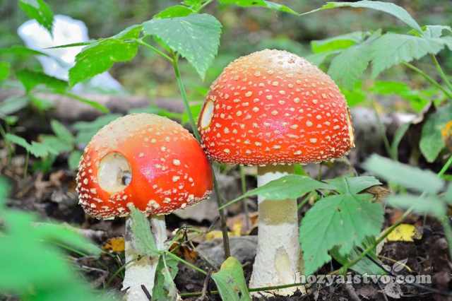 Отличие грибов от растений