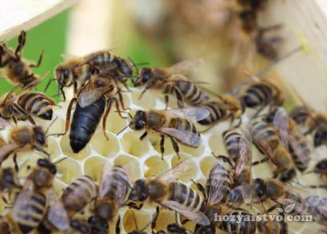 Качество пчелиной семьи