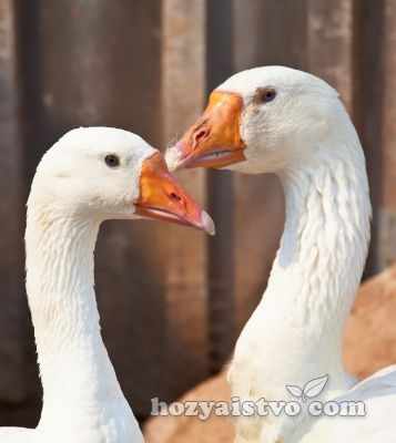 couple geese