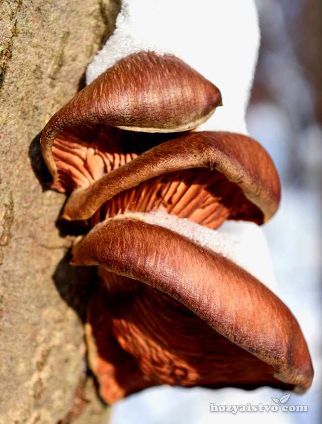 Биологические особенности грибов