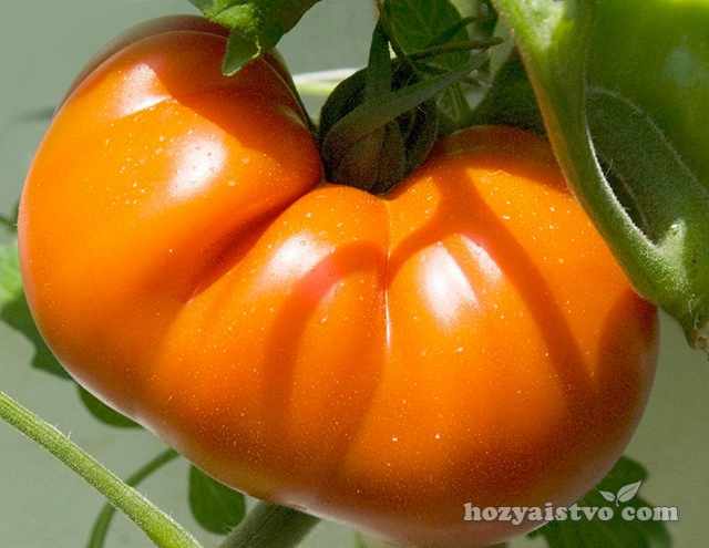 Сильнорослые томаты