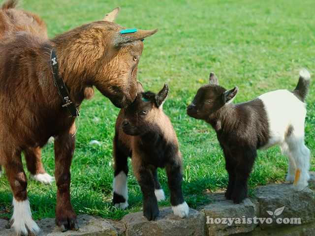 Беременность козы
