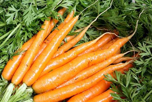 Урожайная морковь