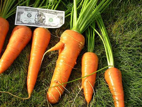 Урожайность моркови